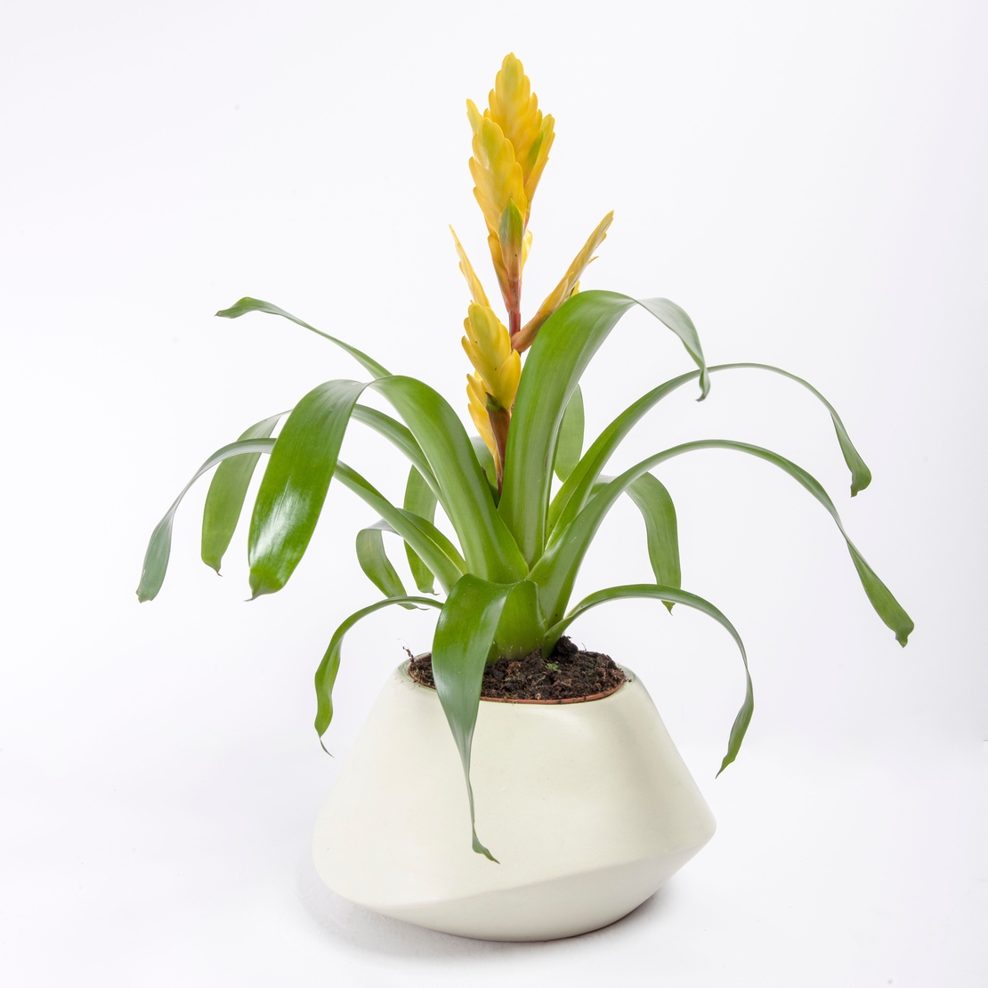 Vriesea (Flaming Sword) in a Variety of Colors-Medium