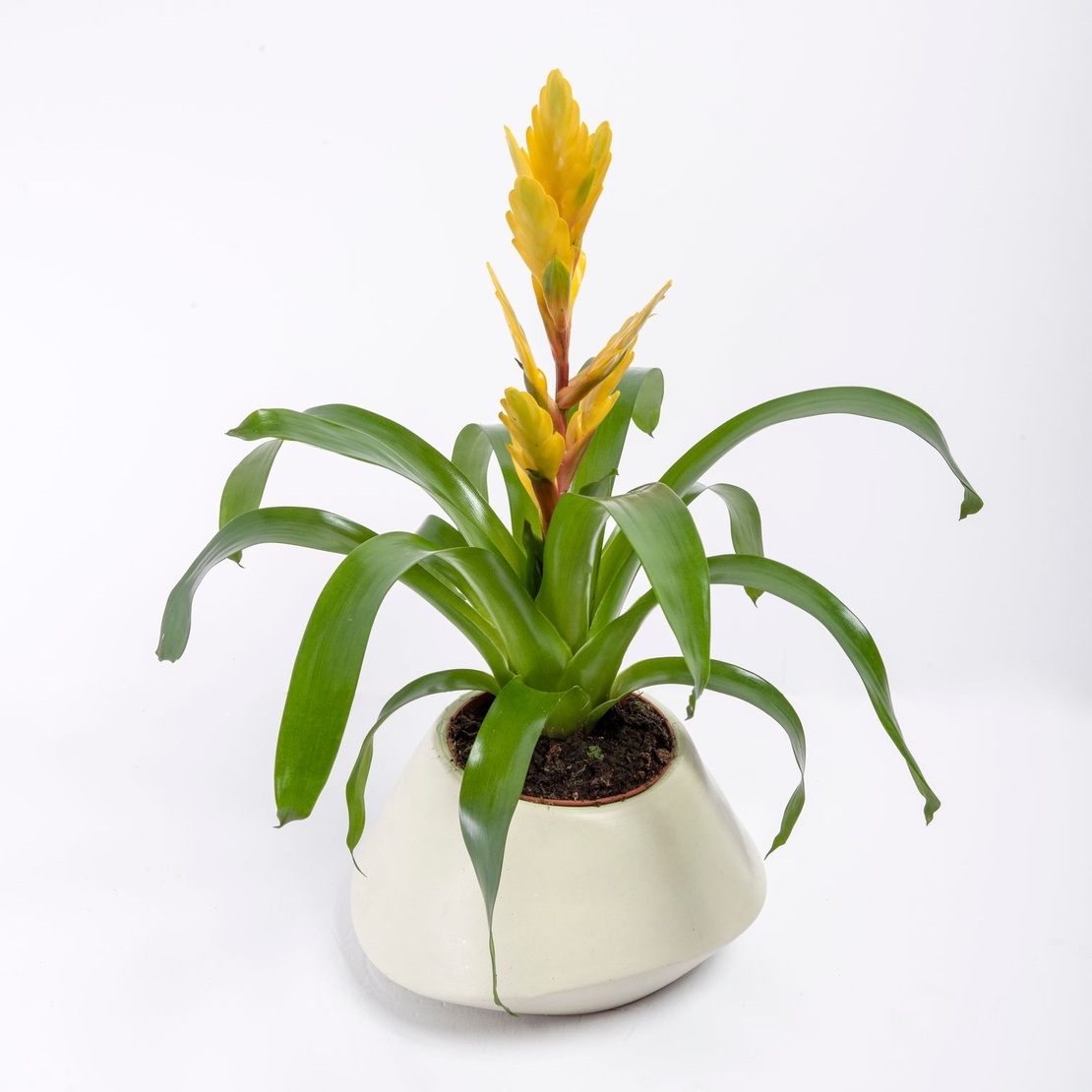 Vriesea (Flaming Sword) in a Variety of Colors-Medium