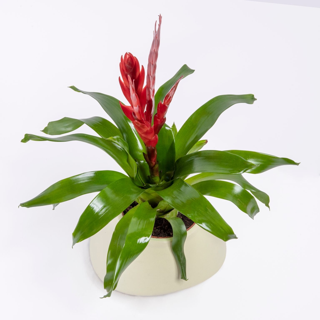 Vriesea (Flaming Sword) in a Variety of Colors-Medium