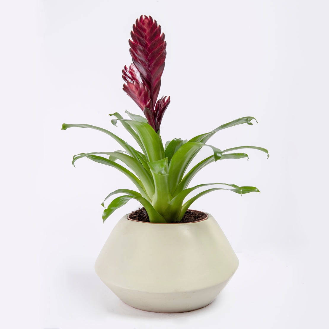 Vriesea (Flaming Sword) in a Variety of Colors-Medium