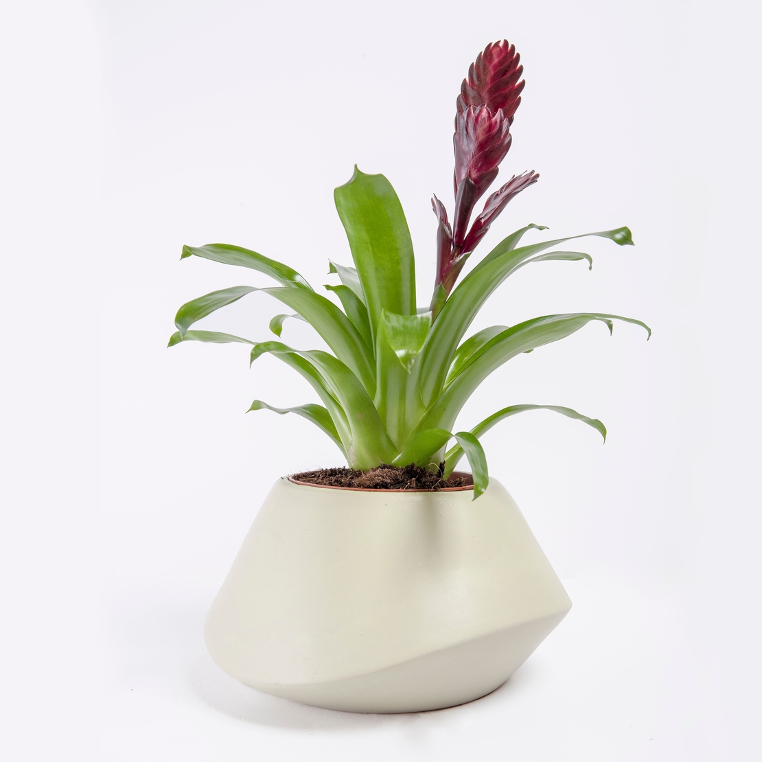 Vriesea (Flaming Sword) in a Variety of Colors-Medium