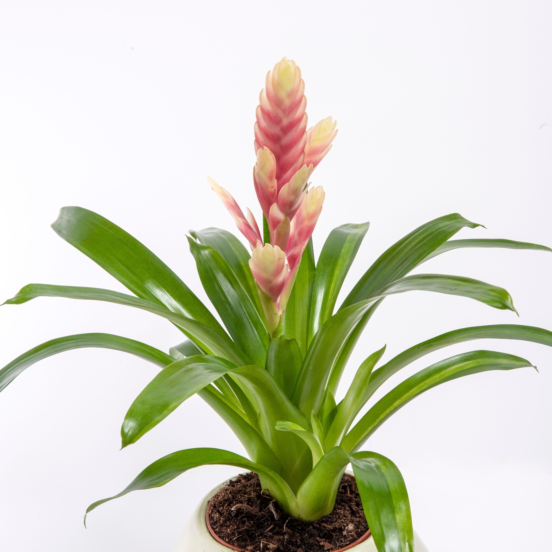 Vriesea (Flaming Sword) in a Variety of Colors-Medium