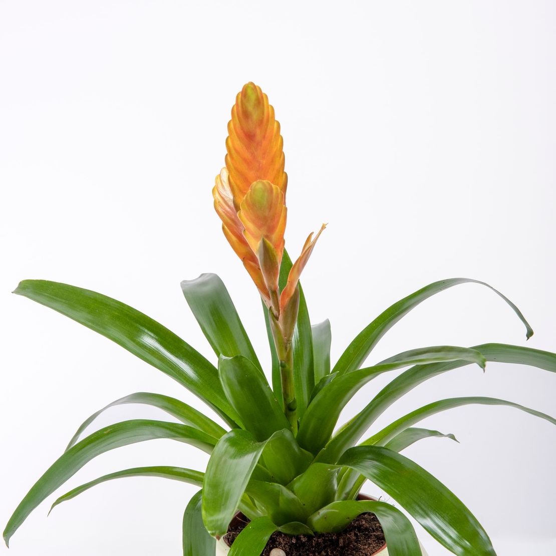 Vriesea (Flaming Sword) in a Variety of Colors-Medium