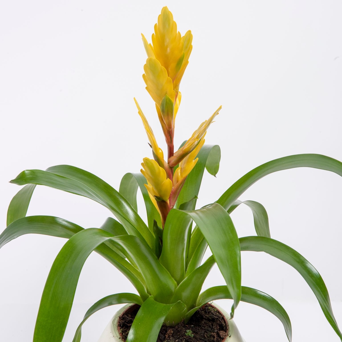 Vriesea (Flaming Sword) in a Variety of Colors-Medium