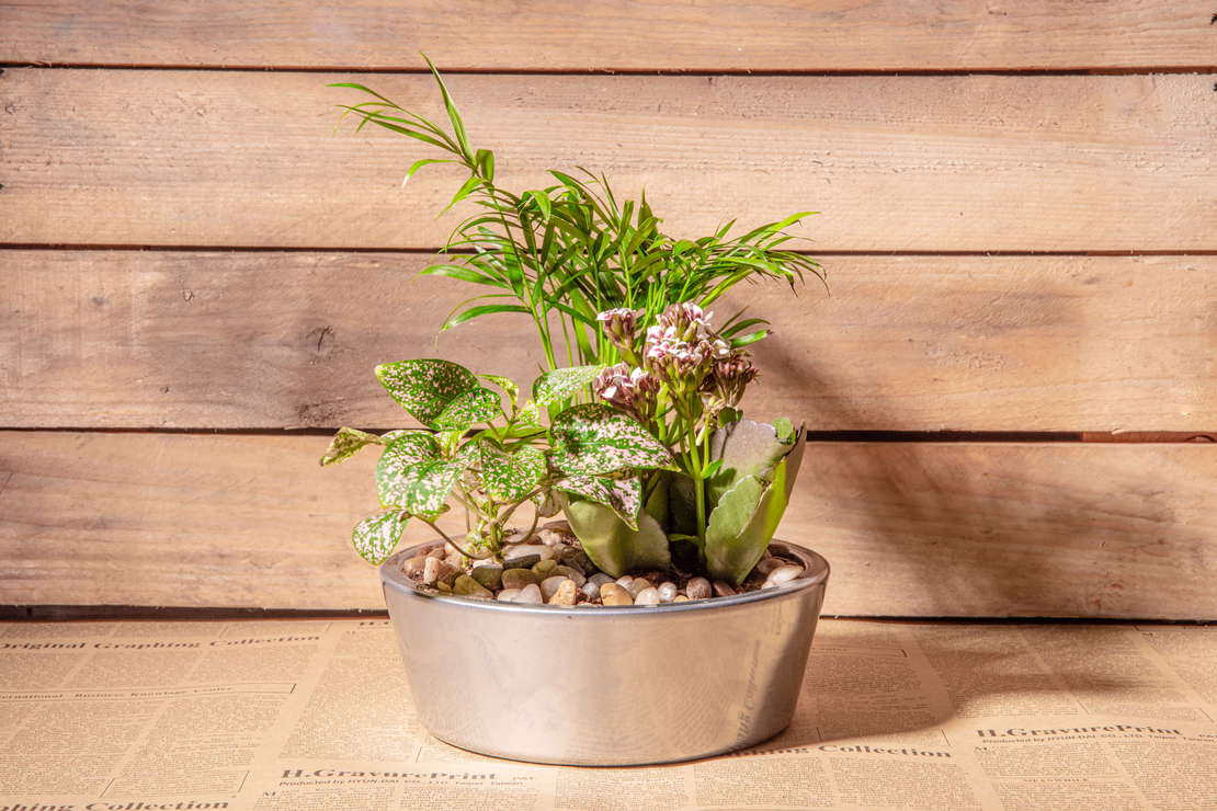 קוקטייל עציצים לבית בכלי 