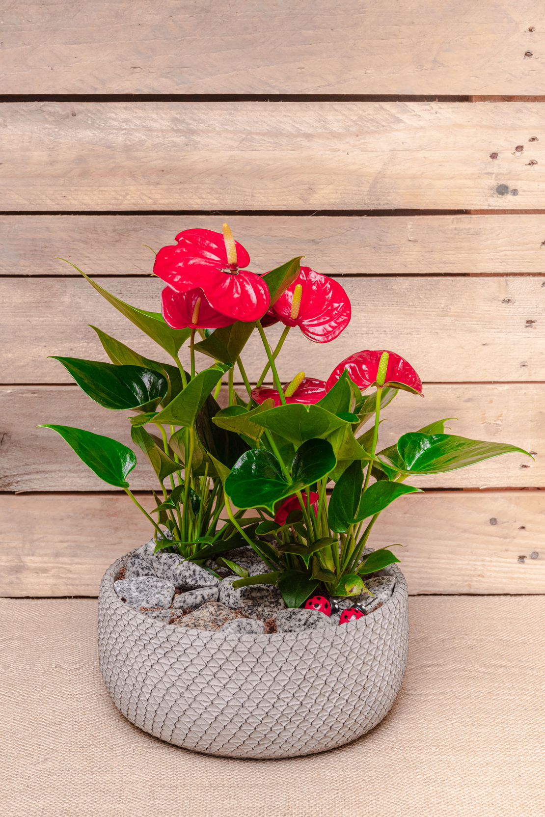 Anthurium in pot