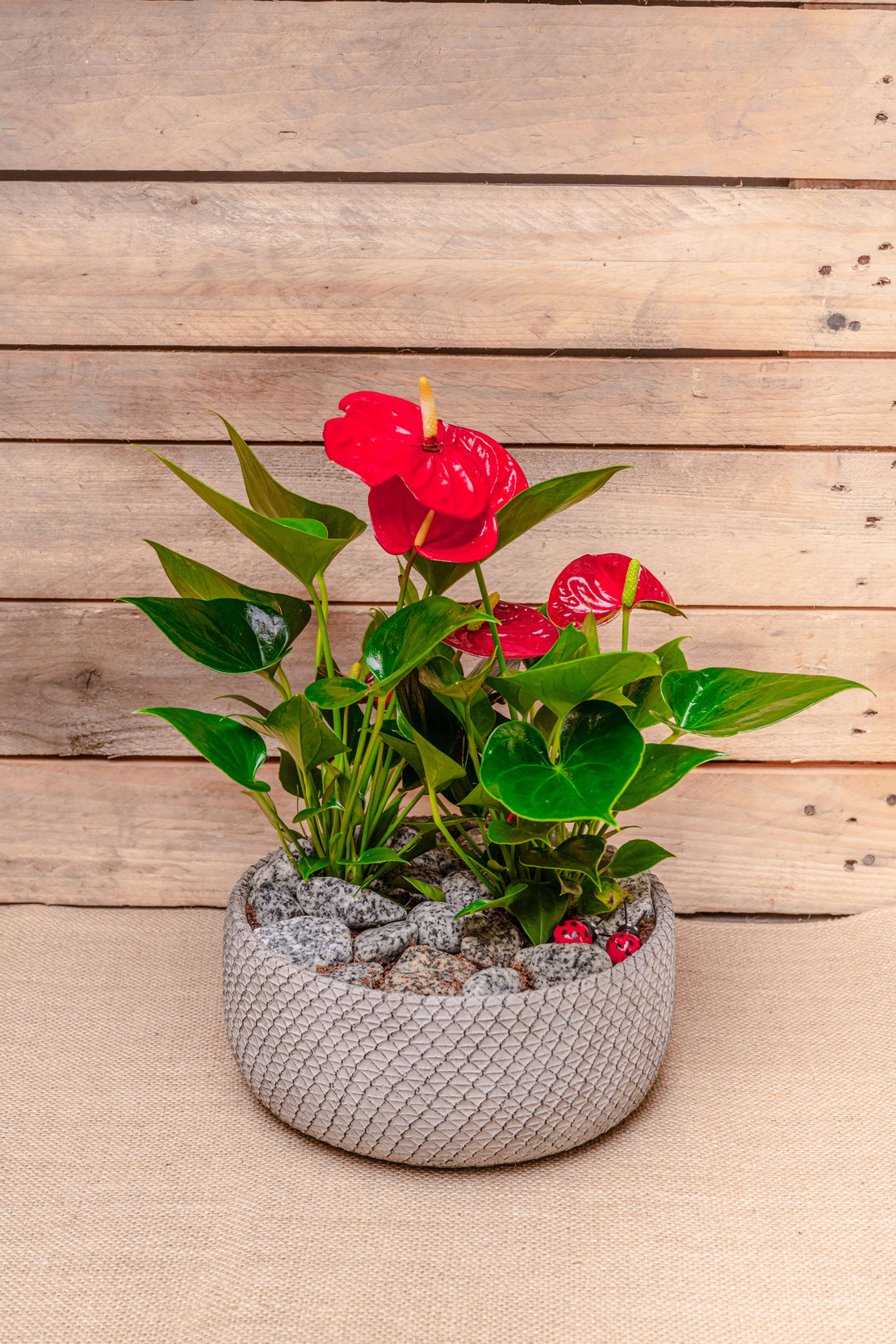 Anthurium in pot