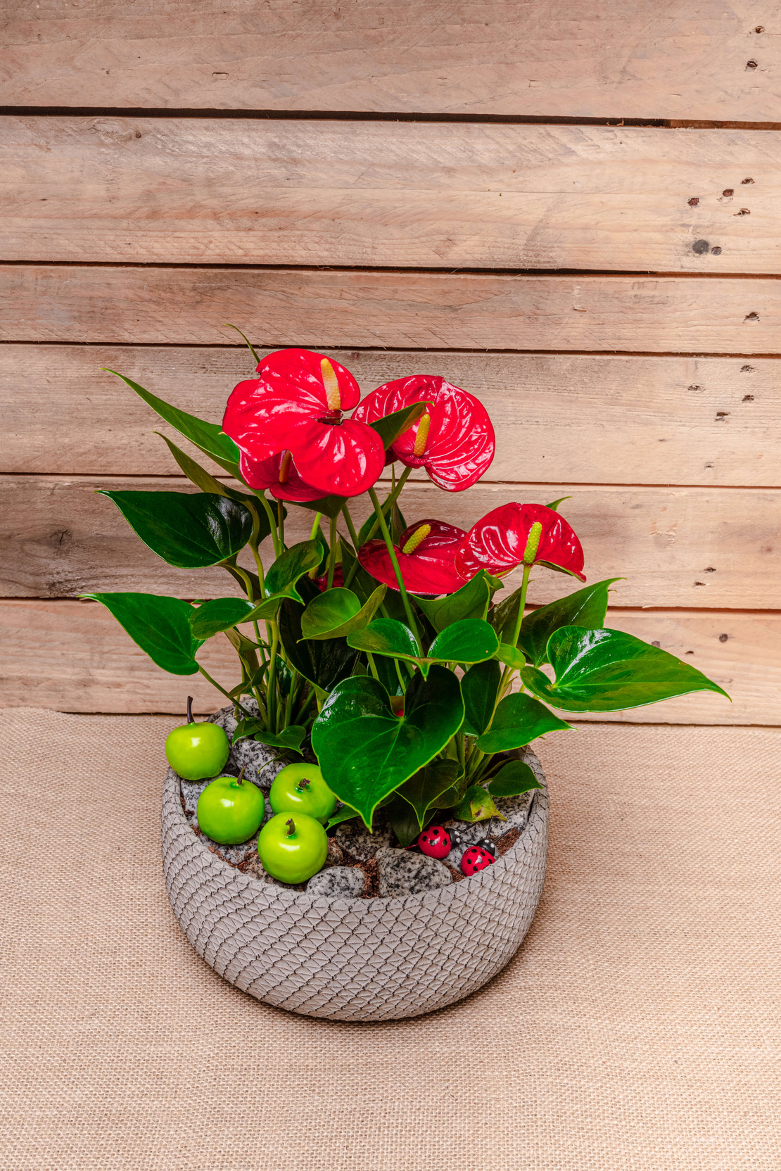 Anthurium in pot