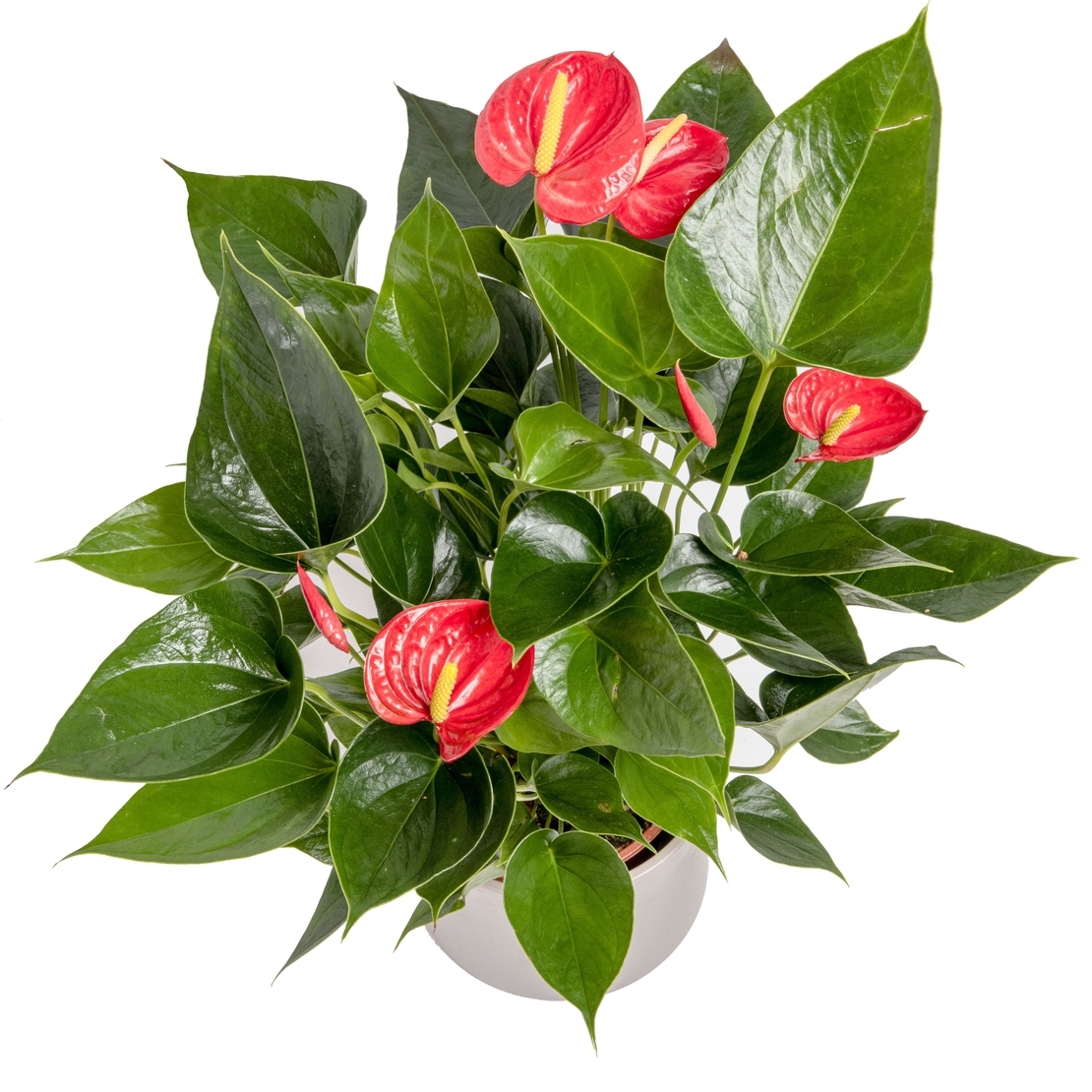Red/White/Pink Anthurium-Medium