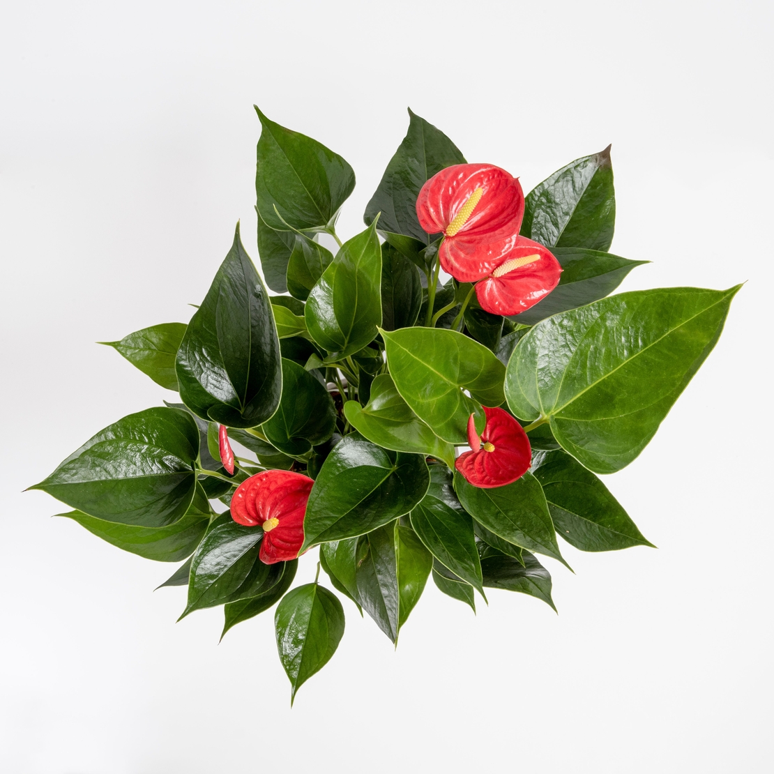 Red/White/Pink Anthurium-Medium