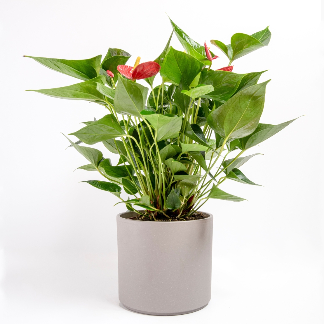 Red/White/Pink Anthurium-Medium