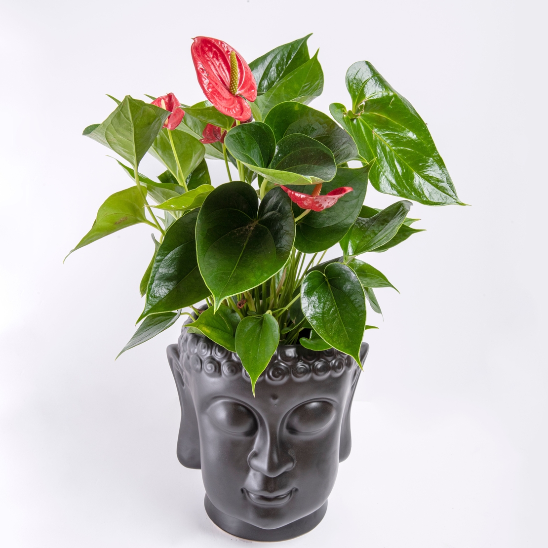 אנטוריום אדום בכלי בודהה