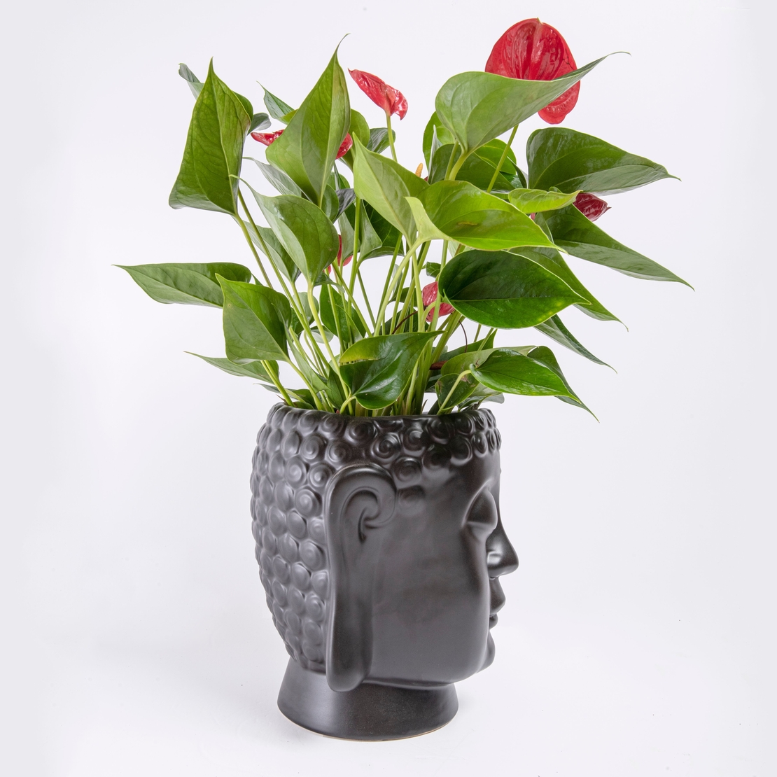 אנטוריום אדום בכלי בודהה