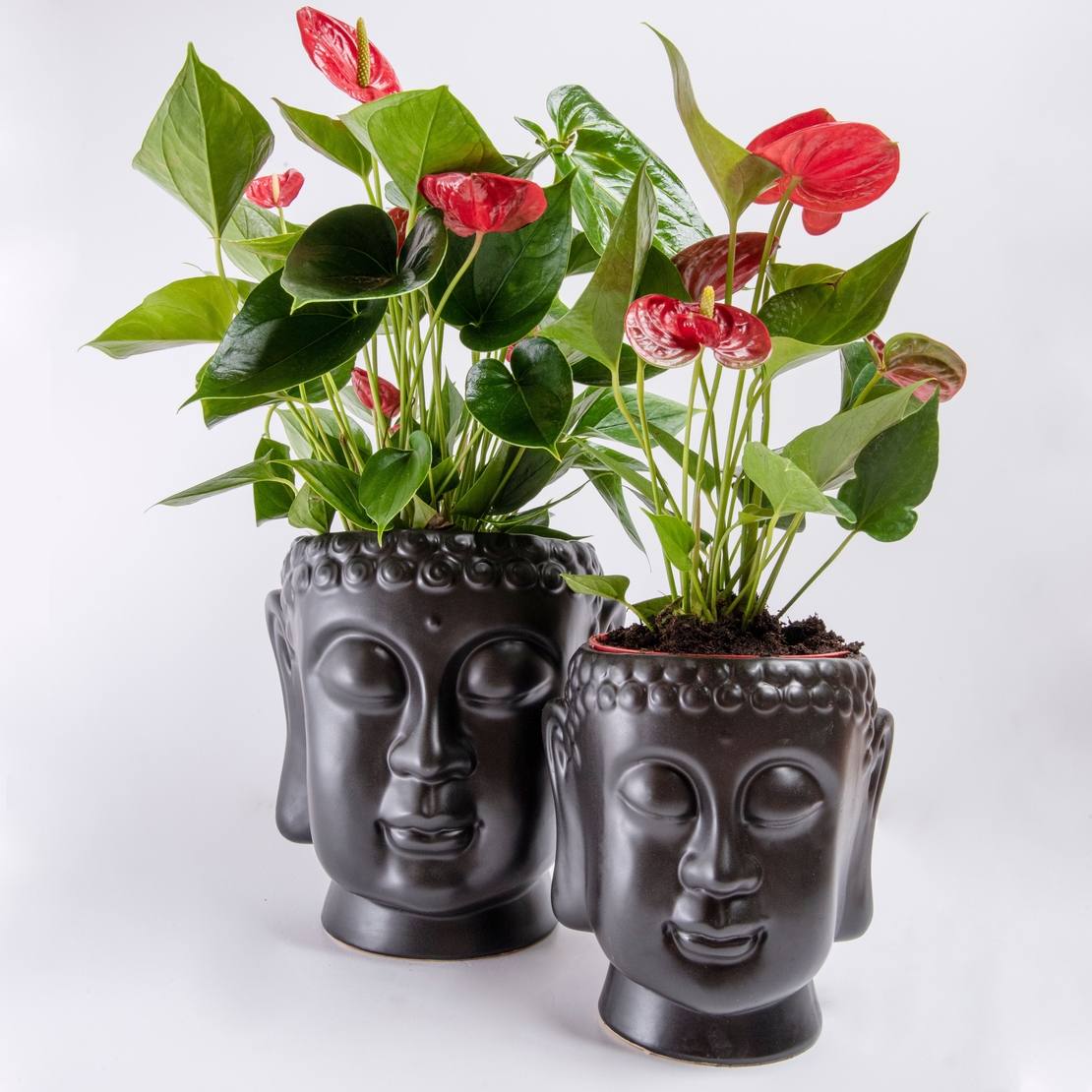 אנטוריום אדום בכלי בודהה