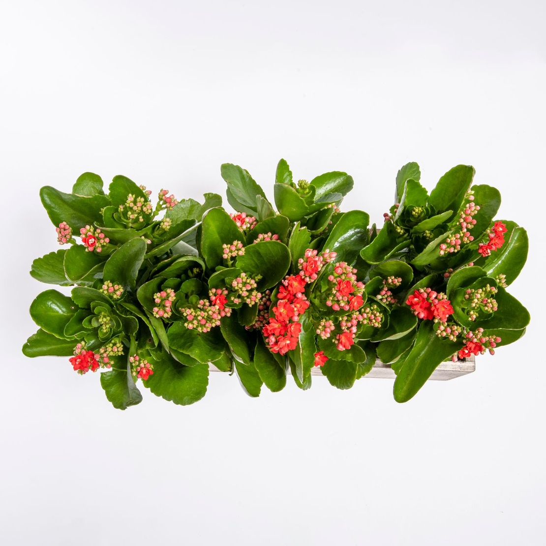 3 Kalanchoe Plants in a Wooden Box