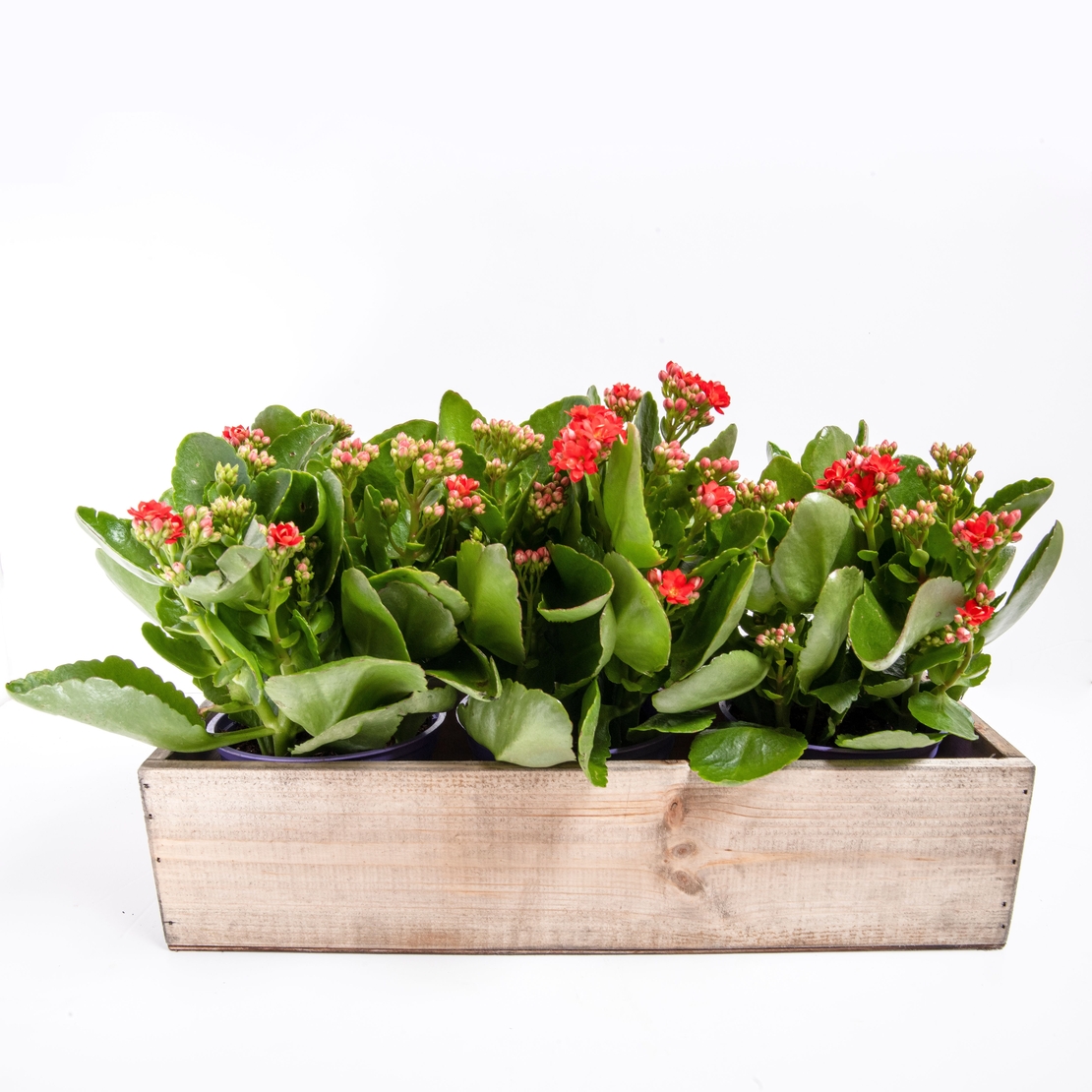 3 Kalanchoe Plants in a Wooden Box