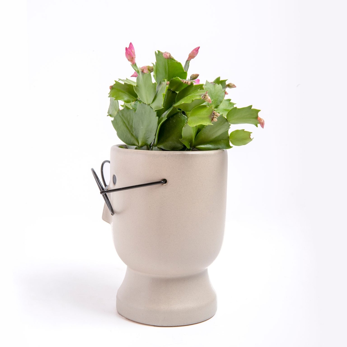 זיגוקקטוס בכלי פרצוף משקפיים