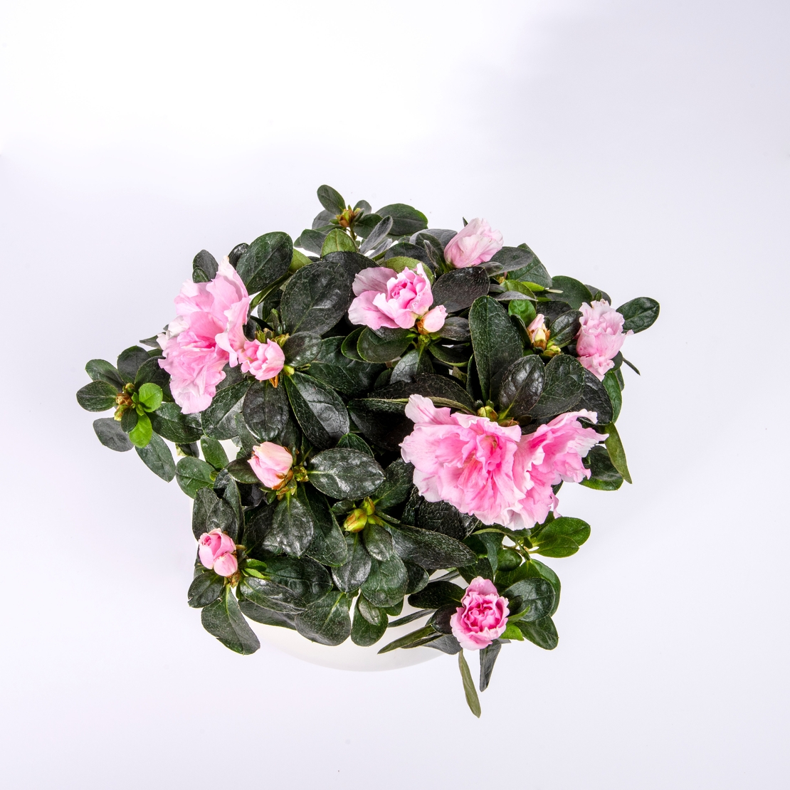 אזליאה במגוון צבעים כולל כלי