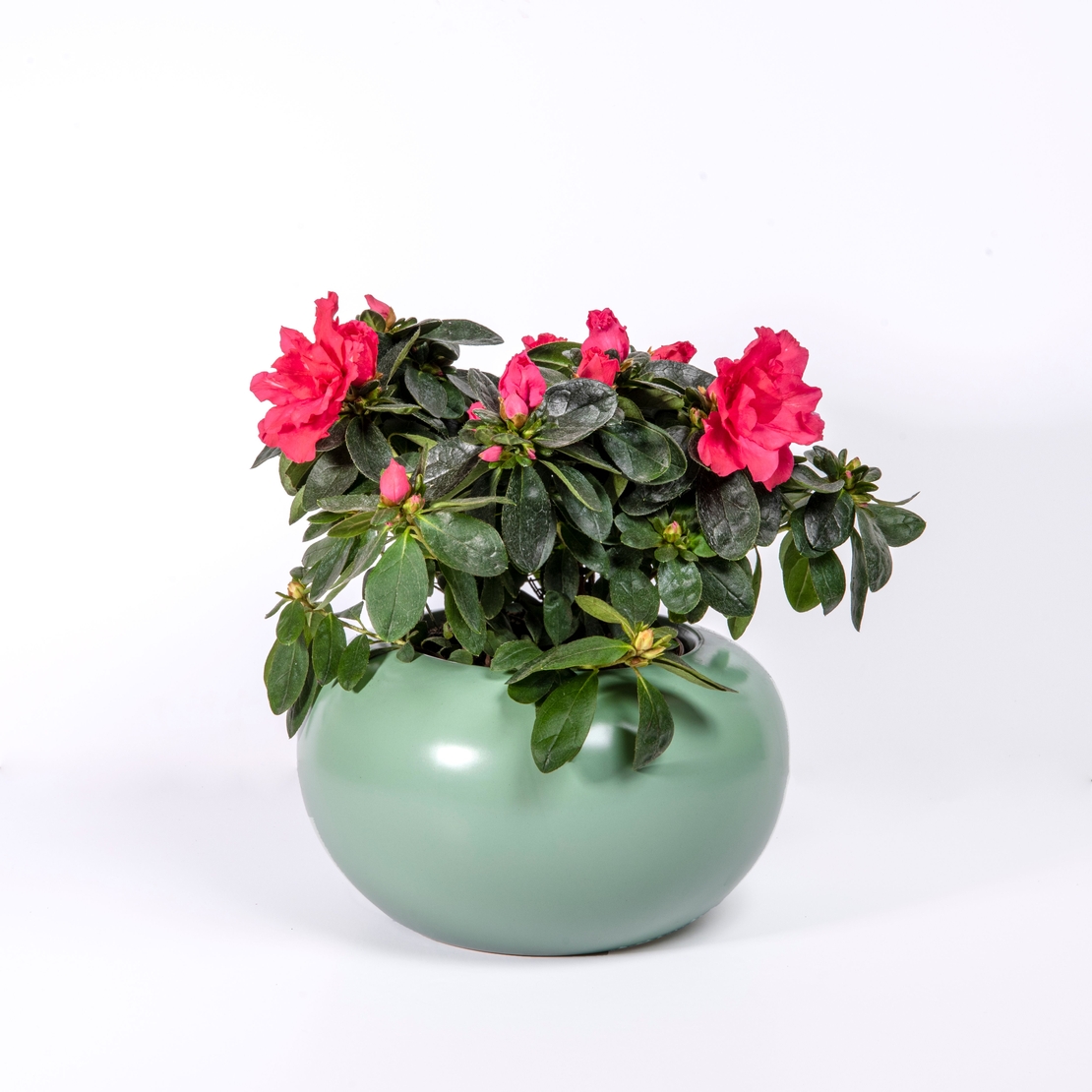 אזליאה במגוון צבעים כולל כלי