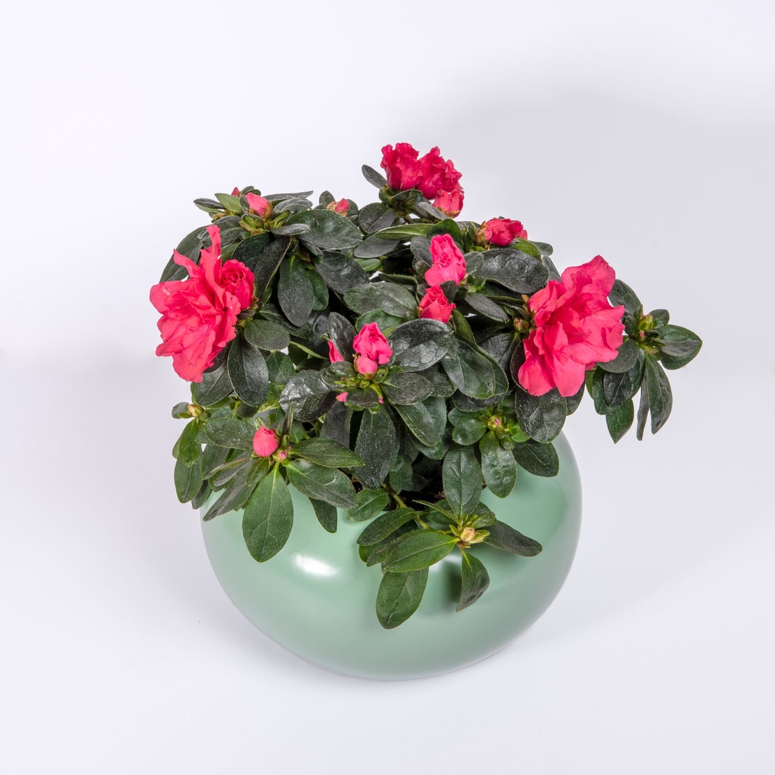 אזליאה במגוון צבעים כולל כלי