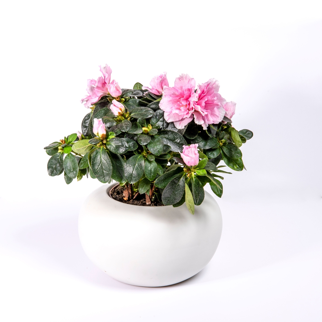 אזליאה במגוון צבעים כולל כלי