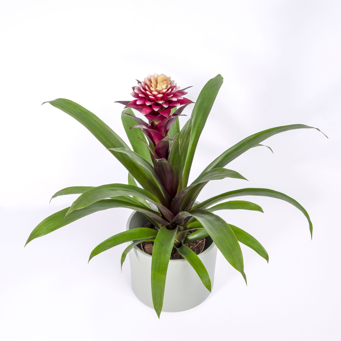 גוזמניה מגוונת - בינוני