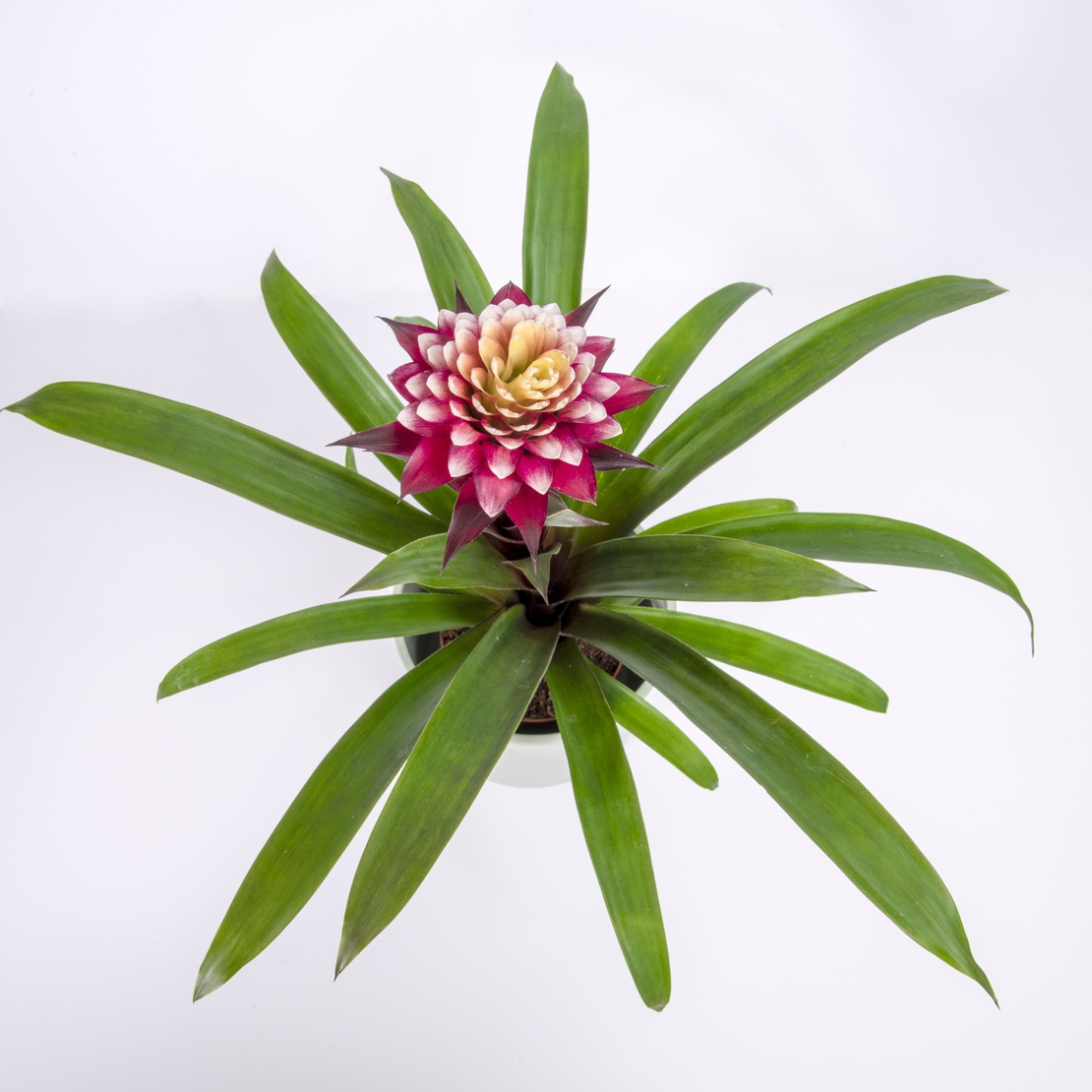 גוזמניה מגוונת - בינוני