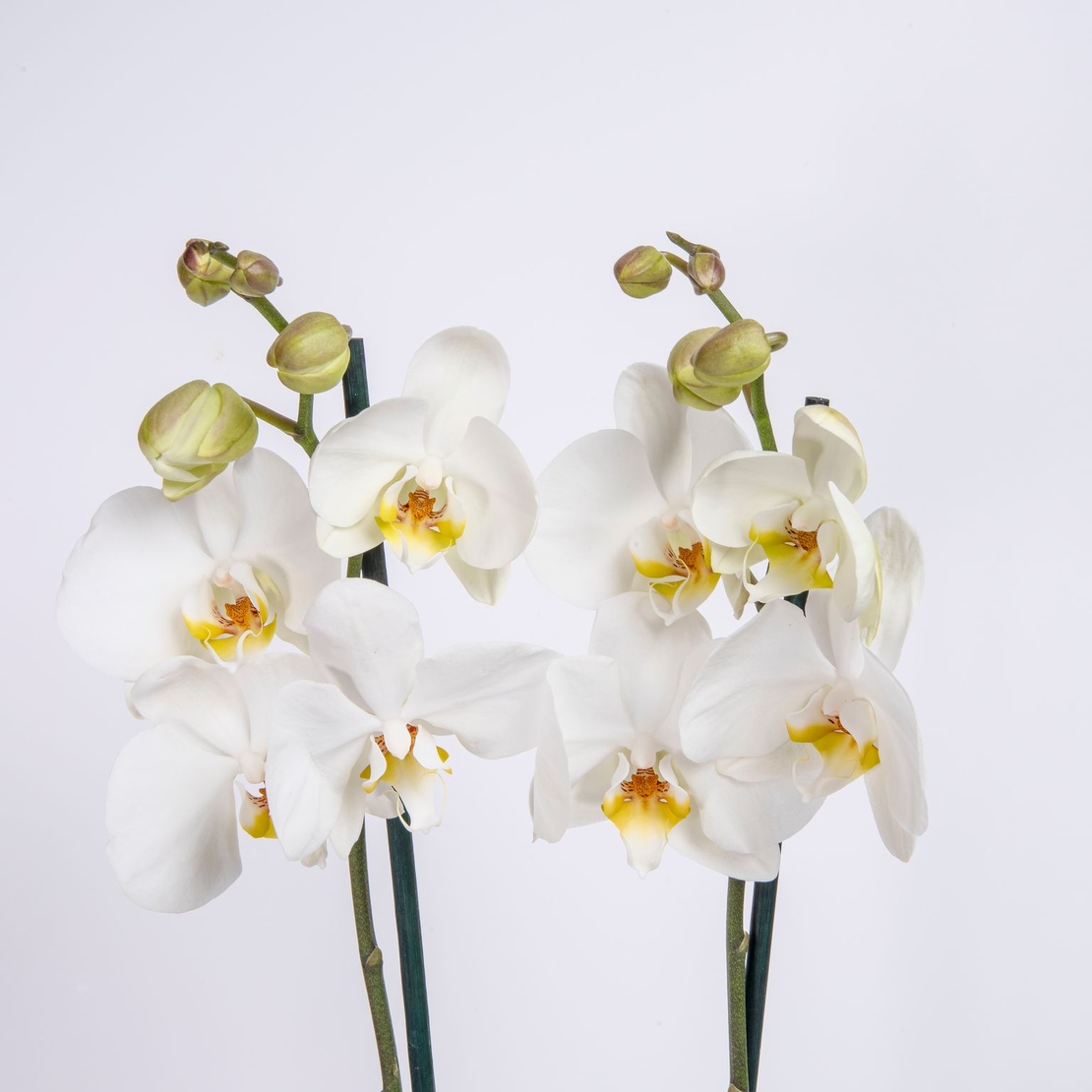 סחלב לבן שני ענפים גבוה