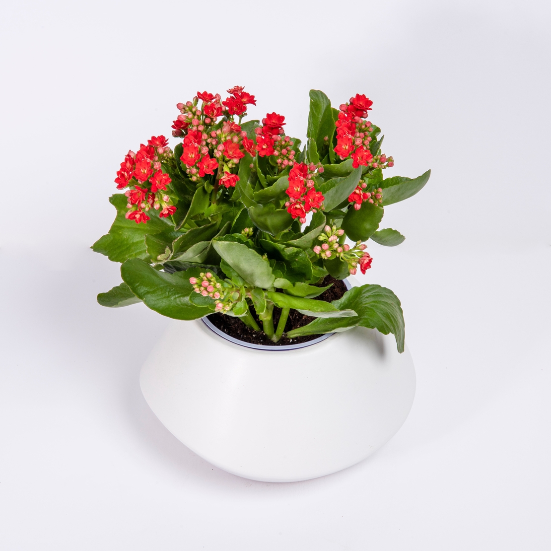 ניצנית במבחר צבעים כולל כלי