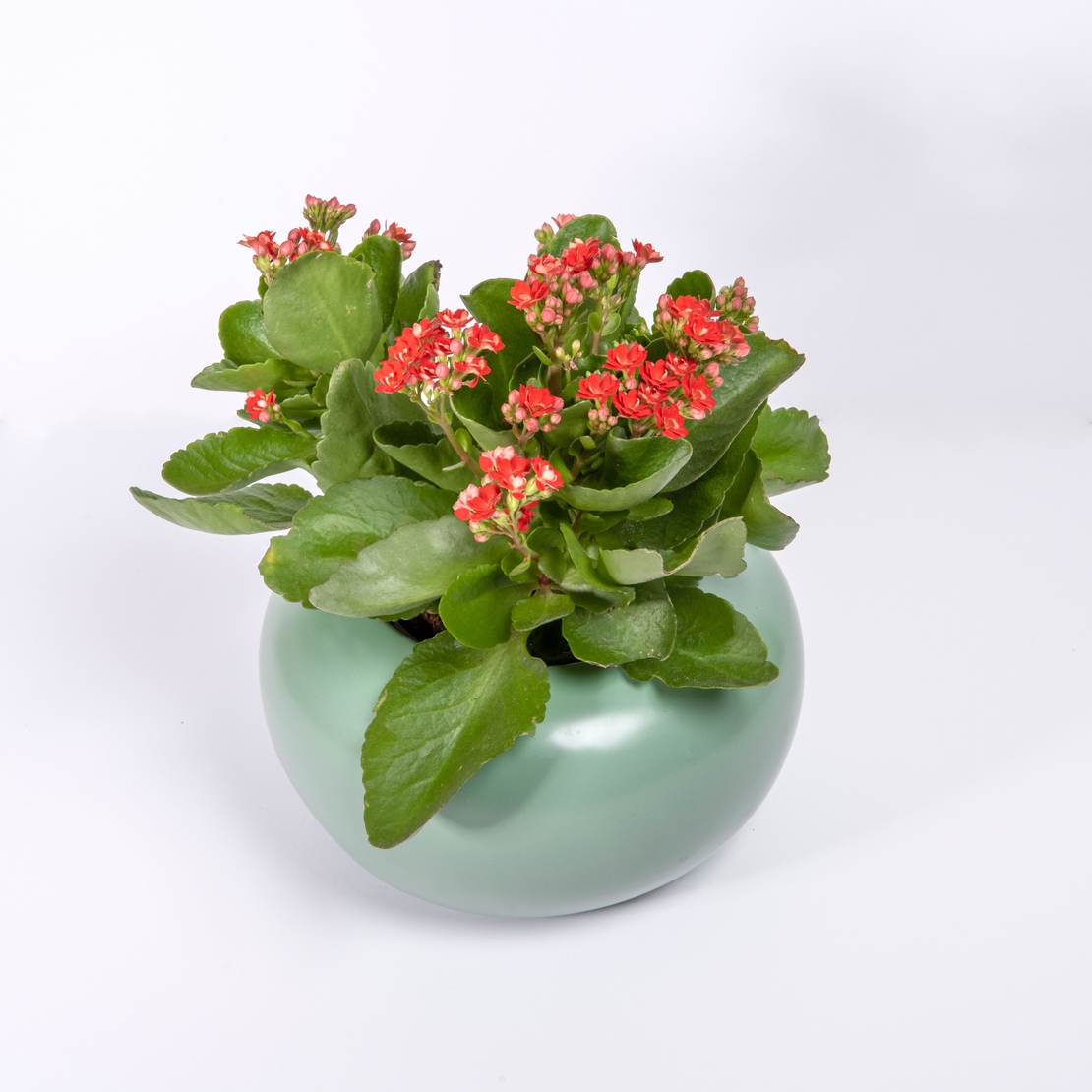 ניצנית במבחר צבעים כולל כלי