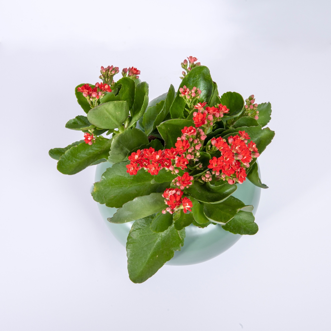 ניצנית במבחר צבעים כולל כלי