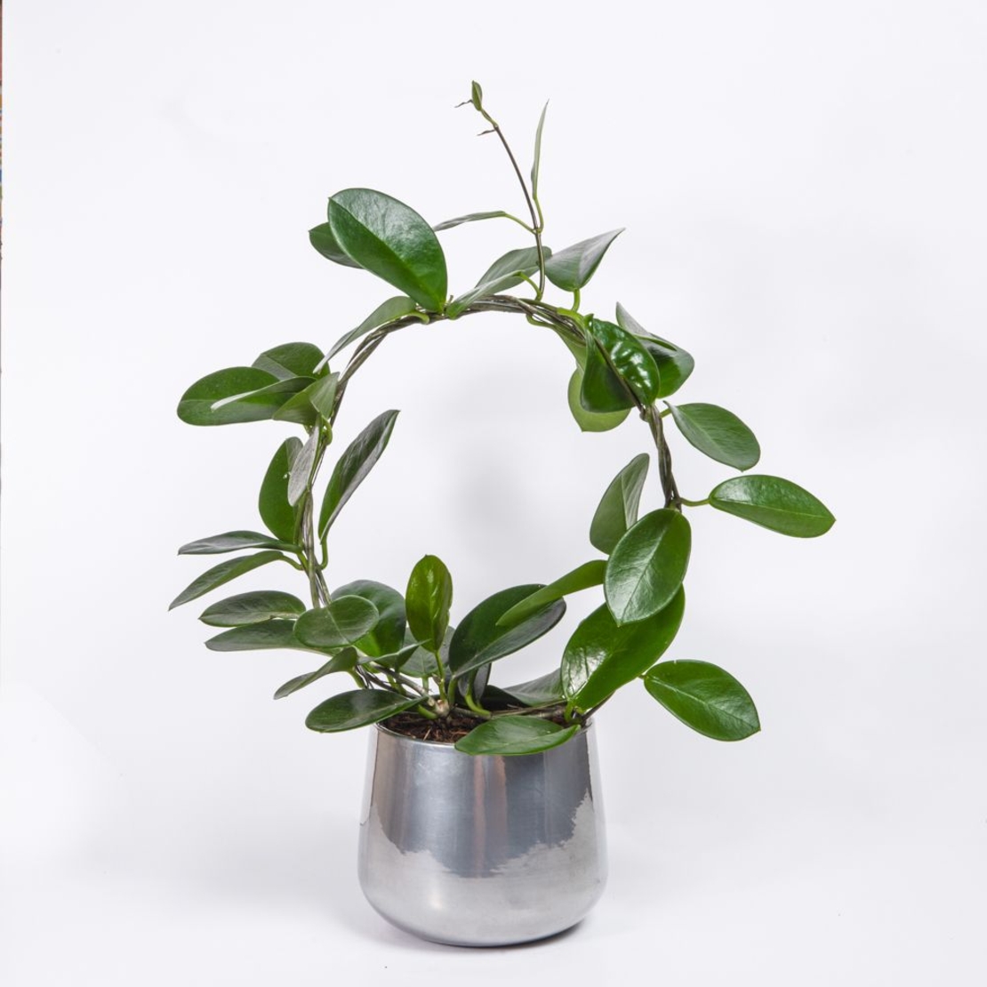 בת שבע מטפסת כולל כלי