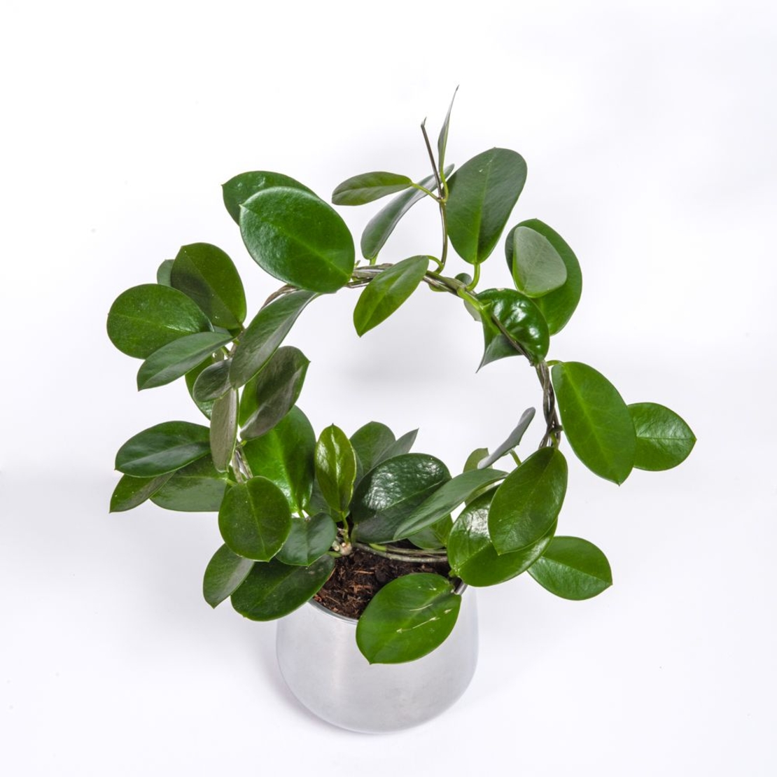 בת שבע מטפסת כולל כלי