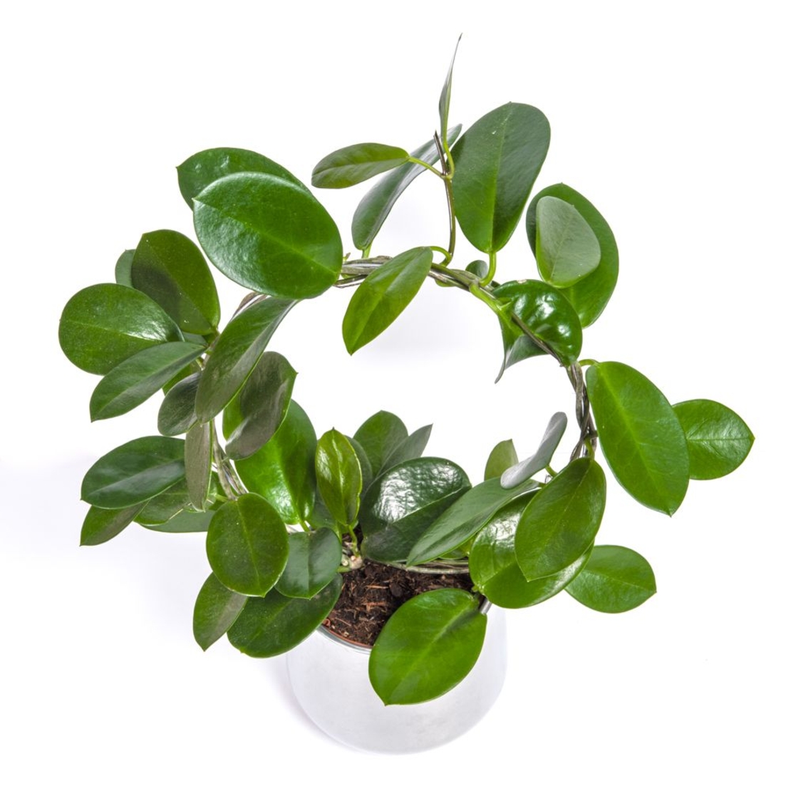 בת שבע מטפסת כולל כלי