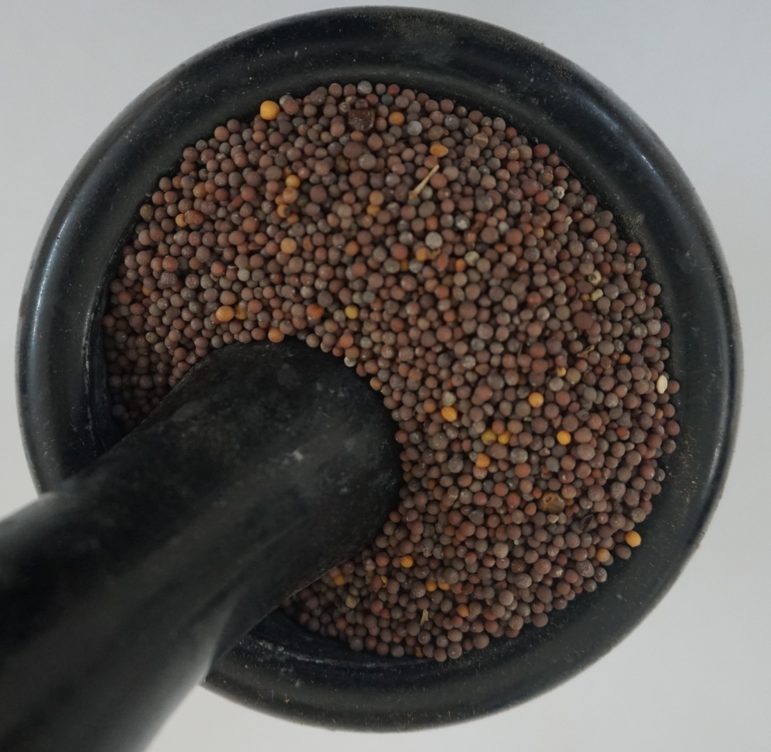 זרעי כרוב הקרינית(חרדל)- (גֹמֶנזֶר)ጎመንዘር