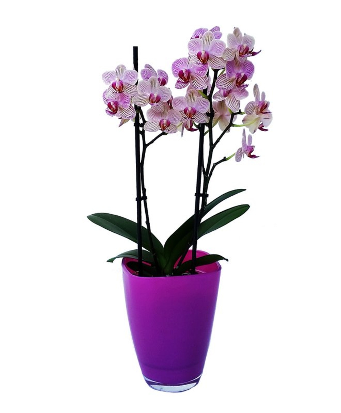 Striped Orchid with Two Branches