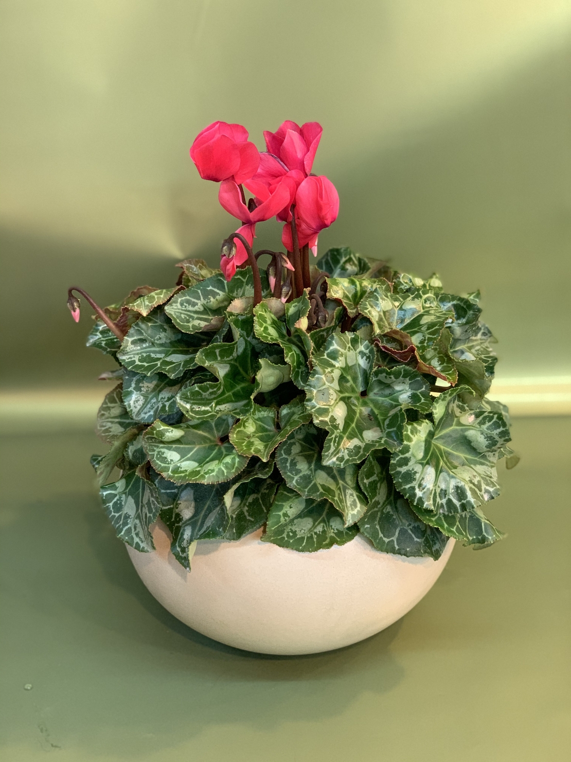 Cyclamen in a Variety of Colors, Flowerpot Included