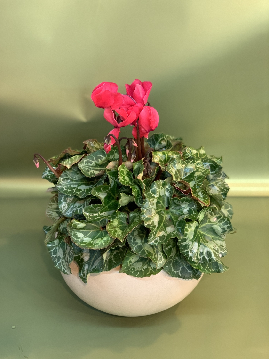 Cyclamen in a Variety of Colors, Flowerpot Included