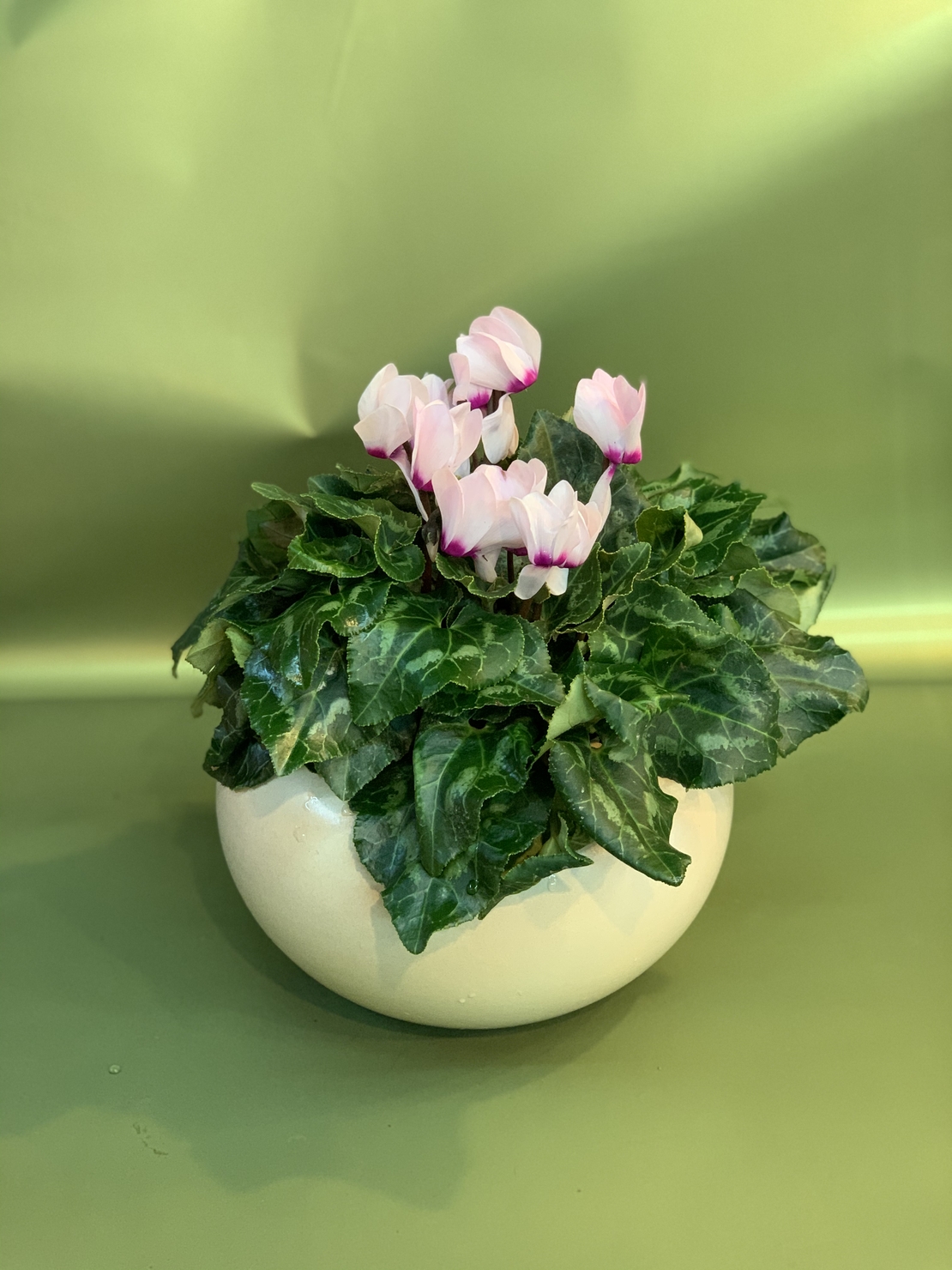 Cyclamen in a Variety of Colors, Flowerpot Included