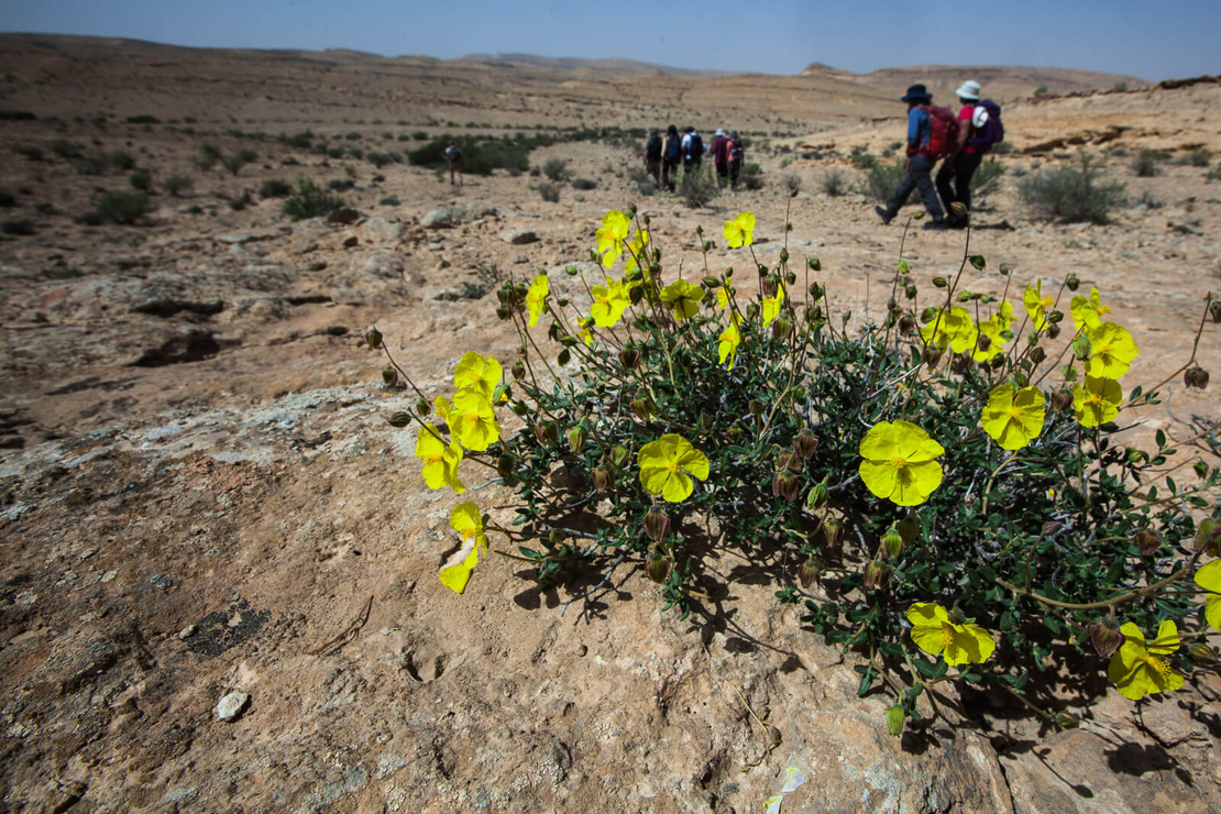 השתלמות מס' 910 -  4/11/2021 - התאמת צמחים לתנאי מדבר - הגר לשנר