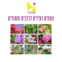 צמחים רעילים לכלבים וחתולים