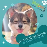 מזון טבעוני לבעלי חיים- מה אומרים החוקרים?