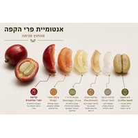 אנטומיית פרי הקפה: מה באמת מסתתר בתוך דובדבן הקפה?