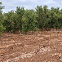 קיימות בכרם זיתים: קרקע, מים ותוצרי לוואי