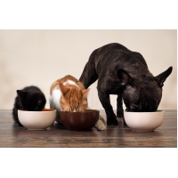 מה ההבדל בין אוכל של כלבים לחתולים?