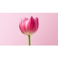 All about tulip flower (Hebrew)