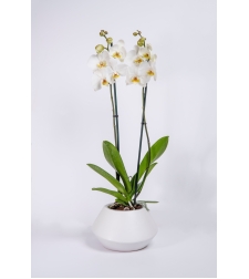 Tall White Orchid with Two Branches