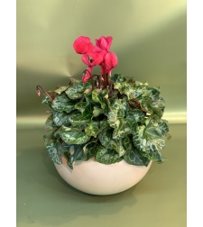 Cyclamen in a Variety of Colors, Flowerpot Included