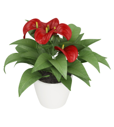 Red Anthurium in a vessel