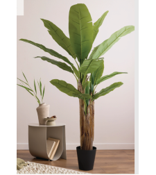 עץ בננה 95/95/160 CM